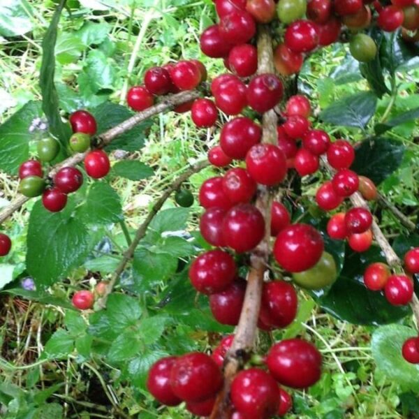 Mexikanische Kaffeesorten