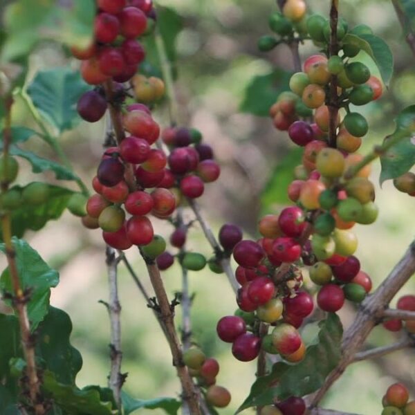 Limaní, Kaffee aus Puerto Rico